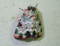 Chytonix splendens