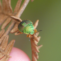 Erachtheus lutulentus