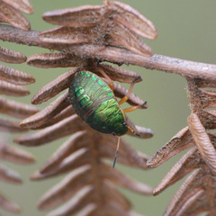 Erachtheus lutulentus