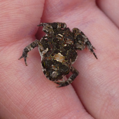 Poyntonophrynus fenoulheti