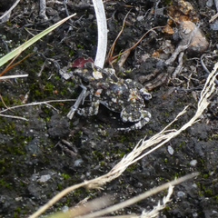 Poyntonophrynus fenoulheti