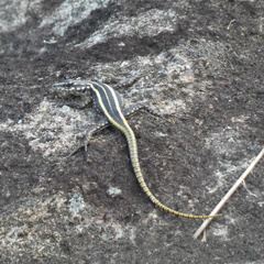 Platysaurus