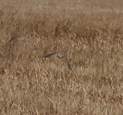 Coturnix japonica