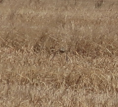 Coturnix japonica
