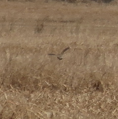 Coturnix japonica