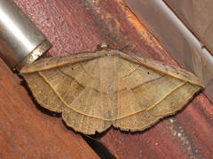 Entomogramma fautrix