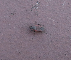 Pyrrhocoris
