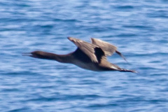 Phalacrocorax nigrogularis