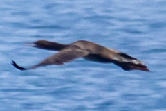 Phalacrocorax nigrogularis
