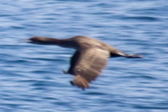 Phalacrocorax nigrogularis