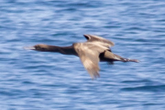 Phalacrocorax nigrogularis