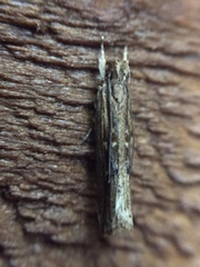 Helcystogramma phryganitis