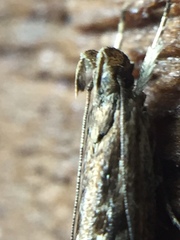 Helcystogramma phryganitis