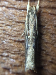 Helcystogramma phryganitis