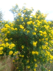 Coronilla valentina