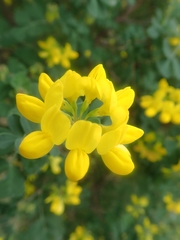 Coronilla valentina
