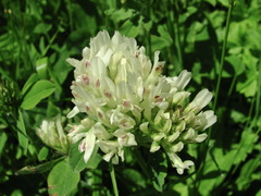 Trifolium canescens