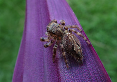 Anarrhotus fossulatus