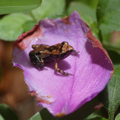 Arthroleptis xenodactyloides