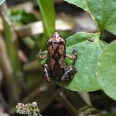 Arthroleptis xenodactyloides