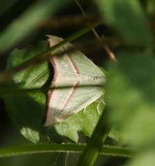 Chlorerythra rubriplaga