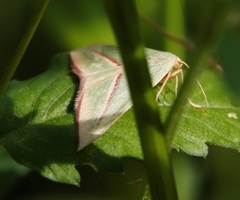 Chlorerythra rubriplaga
