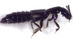 Phacophallus parumpunctatus