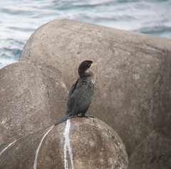 Phalacrocorax capillatus