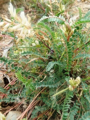 Astragalus monspessulanus