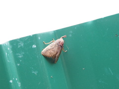 Hyphorma