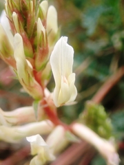 Astragalus monspessulanus