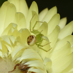 Diaea puncta