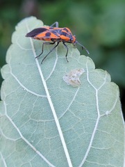 Spilostethus pacificus