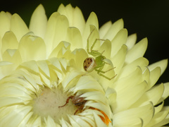 Diaea puncta