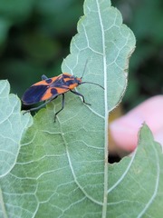 Spilostethus pacificus