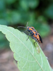 Spilostethus pacificus