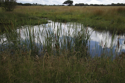 Typha capensis image