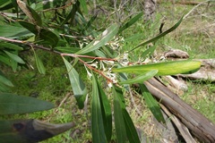 Hakea eriantha