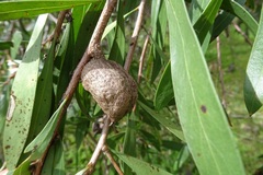 Hakea eriantha