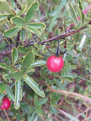 Diospyros lycioides lycioides