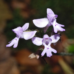 Cynorkis kassneriana