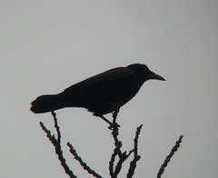 Corvus frugilegus