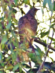 Cuculus canorus