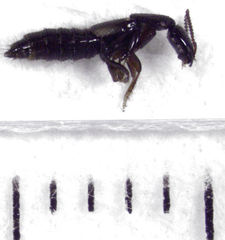 Phacophallus parumpunctatus