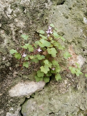 Cymbalaria muralis