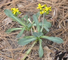 Senecio wootonii