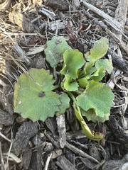 Ornduffia reniformis