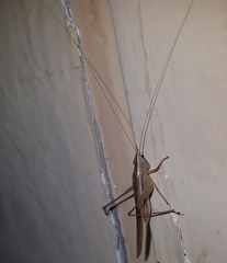 Conocephalus upoluensis