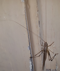 Conocephalus upoluensis