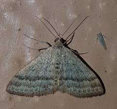 Scopula lydia